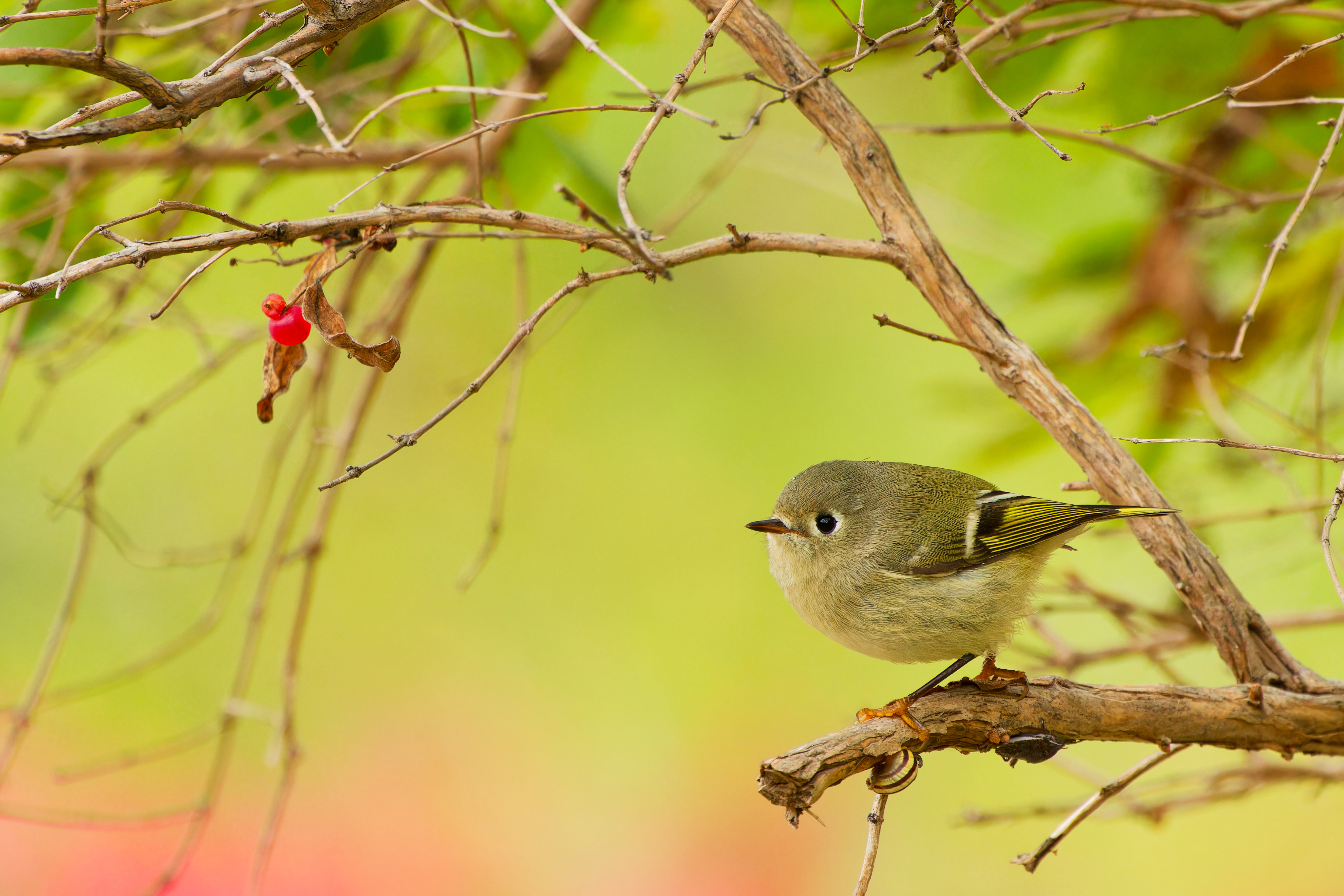 Wild Birds Unlimited Birdspotter Photo Contest 2024 winners